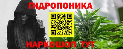 спайс Кингисепп